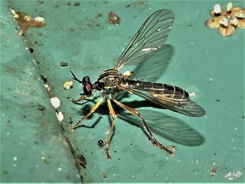 Dioctria linearis